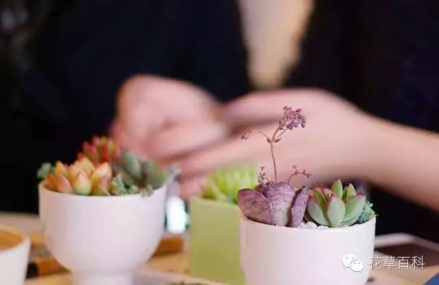 4大植物家族，帮你养一个会呼吸的家