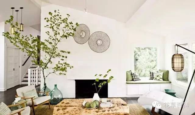 4大植物家族，帮你养一个会呼吸的家