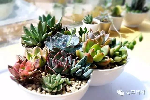 4大植物家族，帮你养一个会呼吸的家