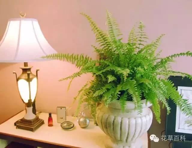 4大植物家族，帮你养一个会呼吸的家