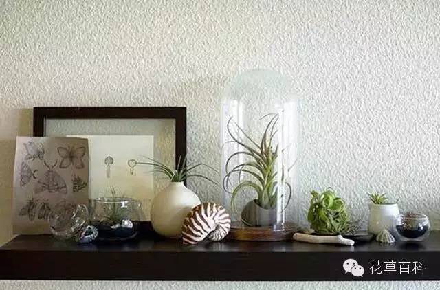 4大植物家族，帮你养一个会呼吸的家