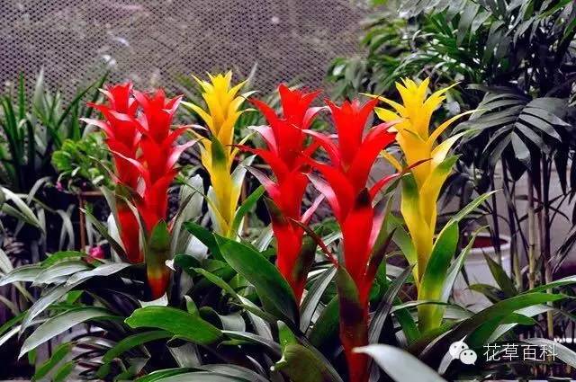 4大植物家族，帮你养一个会呼吸的家