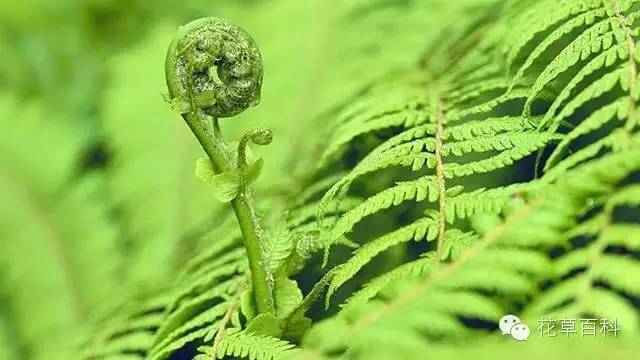 4大植物家族，帮你养一个会呼吸的家