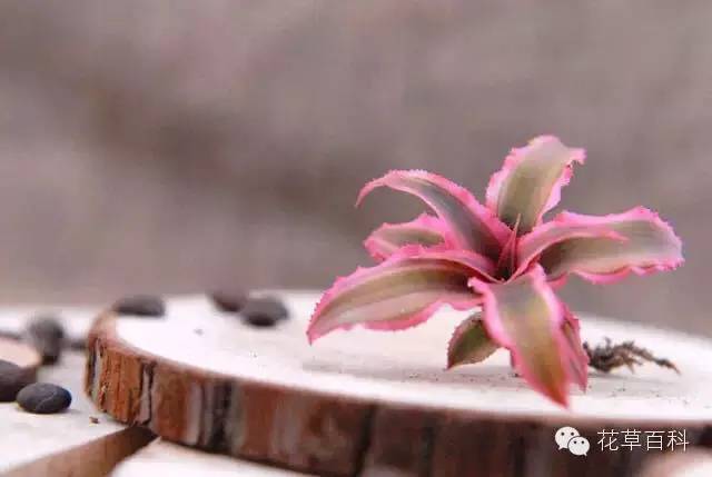 4大植物家族，帮你养一个会呼吸的家