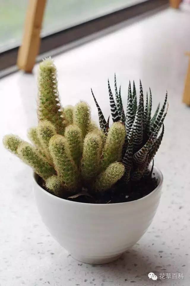 4大植物家族，帮你养一个会呼吸的家