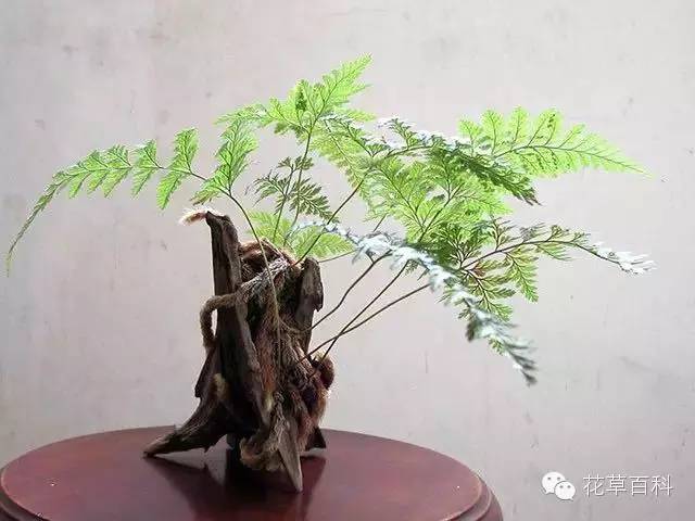 4大植物家族，帮你养一个会呼吸的家