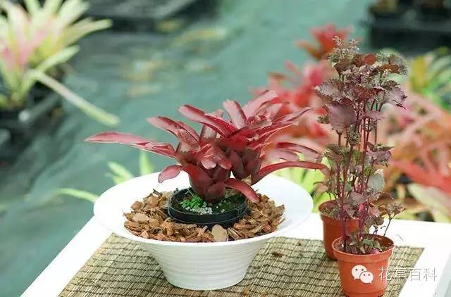 4大植物家族，帮你养一个会呼吸的家