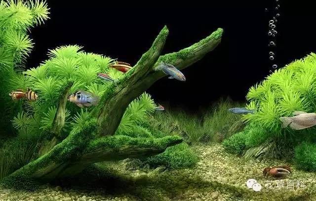 4大植物家族，帮你养一个会呼吸的家