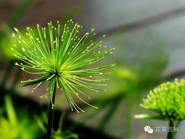 4大植物家族，帮你养一个会呼吸的家