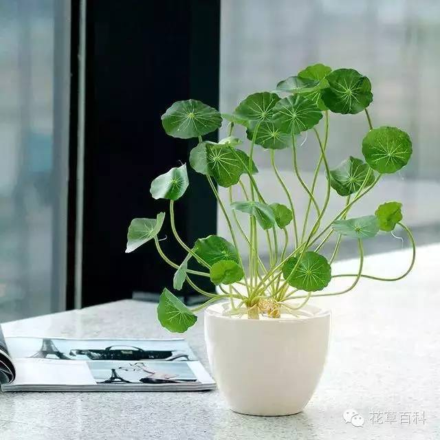 4大植物家族，帮你养一个会呼吸的家