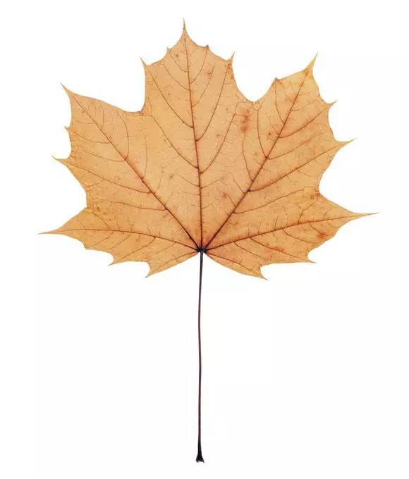 Ps怎么把叶子玩出花样镂空