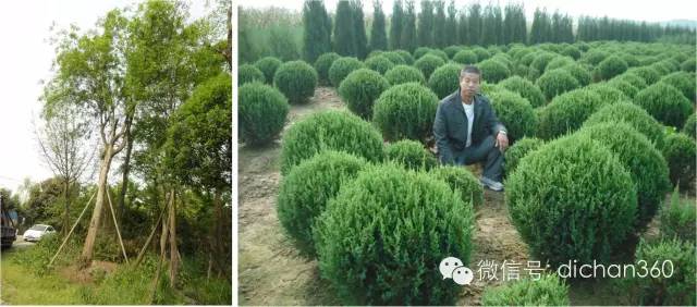 2016年园林成本控制策略全套