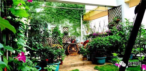 如果我有一方露台，就把它打扮成春天