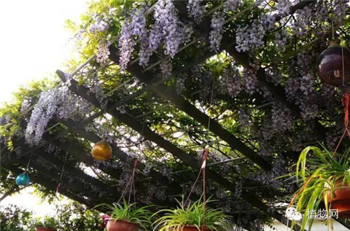 如果我有一方露台，就把它打扮成春天