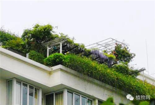 如果我有一方露台，就把它打扮成春天