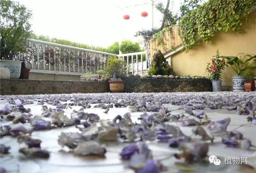 如果我有一方露台，就把它打扮成春天