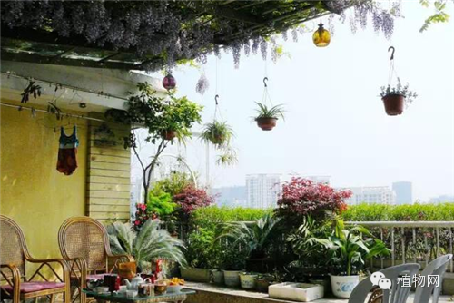 如果我有一方露台，就把它打扮成春天