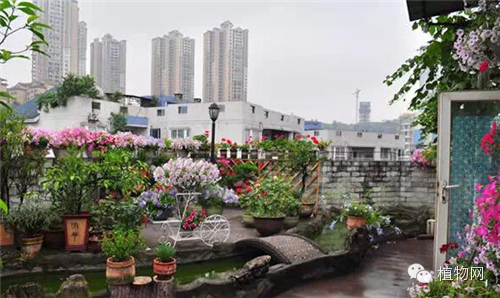 如果我有一方露台，就把它打扮成春天