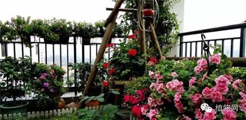 如果我有一方露台，就把它打扮成春天