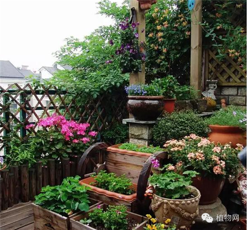 如果我有一方露台，就把它打扮成春天