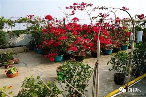 如果我有一方露台，就把它打扮成春天