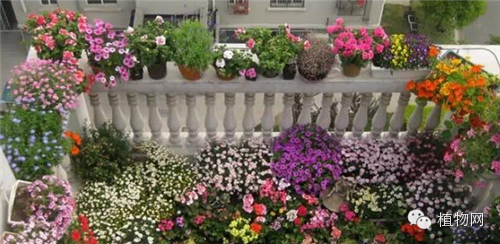 如果我有一方露台，就把它打扮成春天