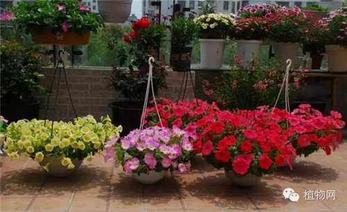 如果我有一方露台，就把它打扮成春天