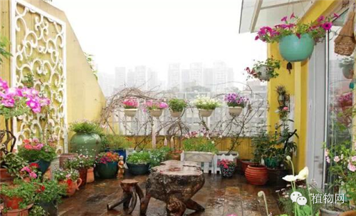 如果我有一方露台，就把它打扮成春天