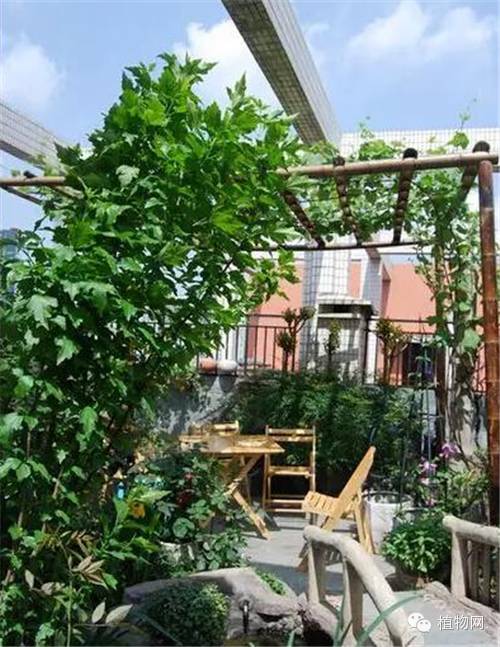 如果我有一方露台，就把它打扮成春天