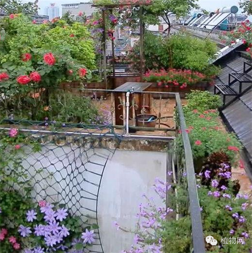 如果我有一方露台，就把它打扮成春天