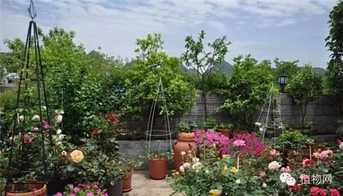 如果我有一方露台，就把它打扮成春天
