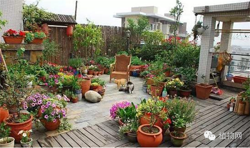 如果我有一方露台，就把它打扮成春天