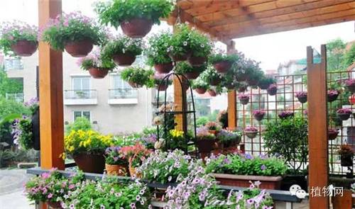 如果我有一方露台，就把它打扮成春天