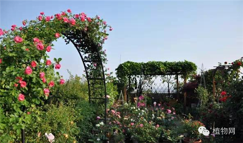 如果我有一方露台，就把它打扮成春天