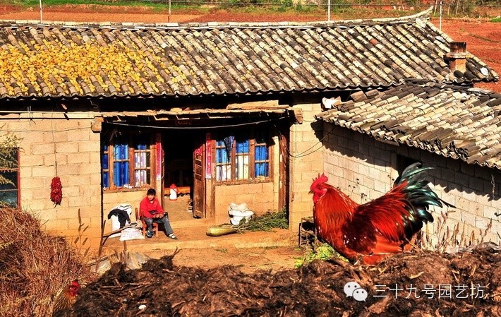 老家的庭院，生活•风水•诗意