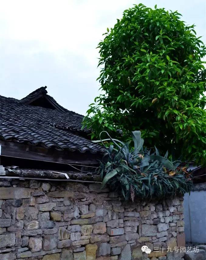 老家的庭院，生活•风水•诗意