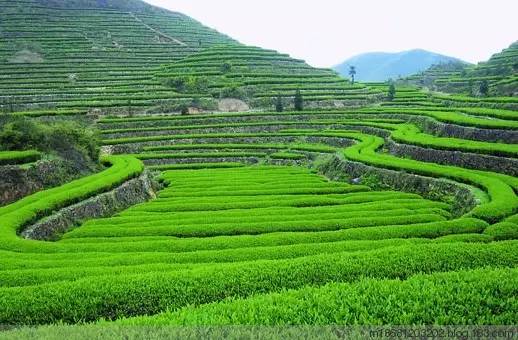 蔬菜、花卉、药材、果树:种什么最有“钱”景？