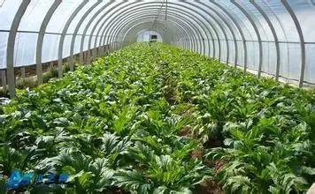 蔬菜、花卉、药材、果树:种什么最有“钱”景？