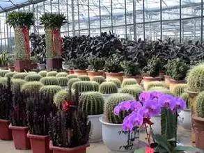 蔬菜、花卉、药材、果树:种什么最有“钱”景？