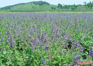蔬菜、花卉、药材、果树:种什么最有“钱”景？