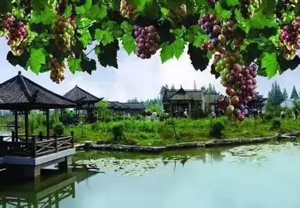 旅游+农业 · 休闲农业十大创意模式