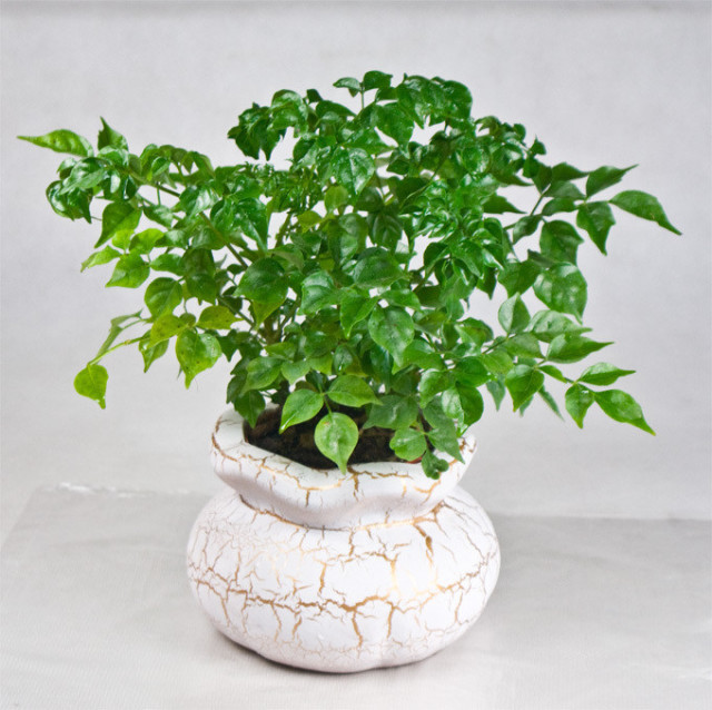 这19种植物不但好养还好看