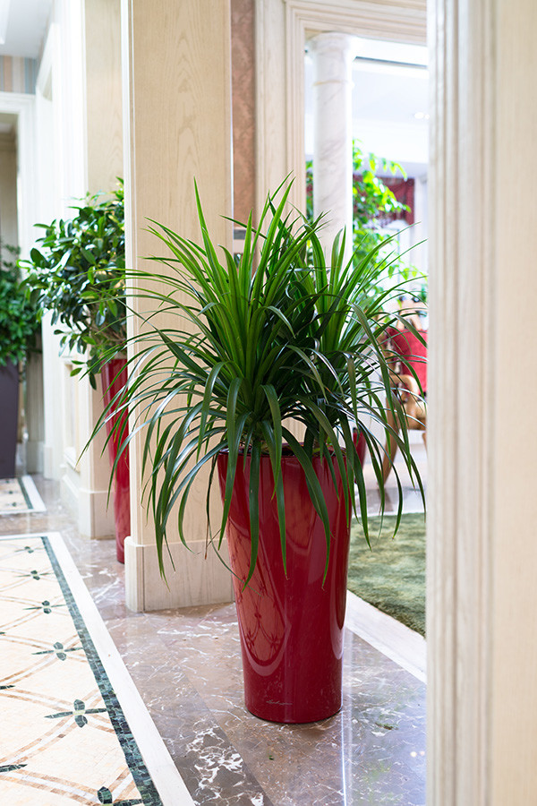 这19种植物不但好养还好看