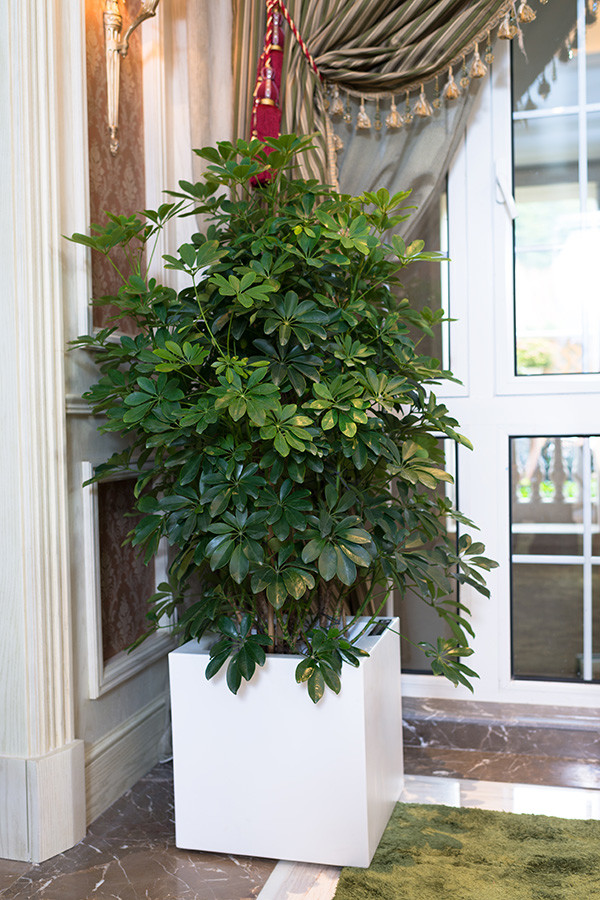 这19种植物不但好养还好看