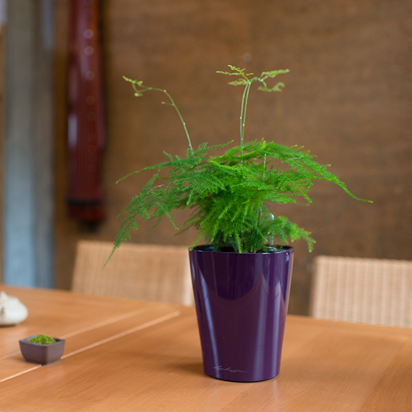 这19种植物不但好养还好看