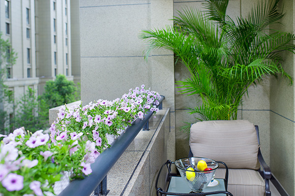 这19种植物不但好养还好看