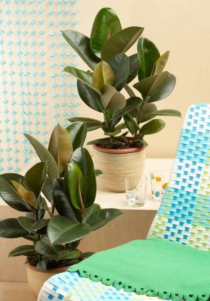 这19种植物不但好养还好看