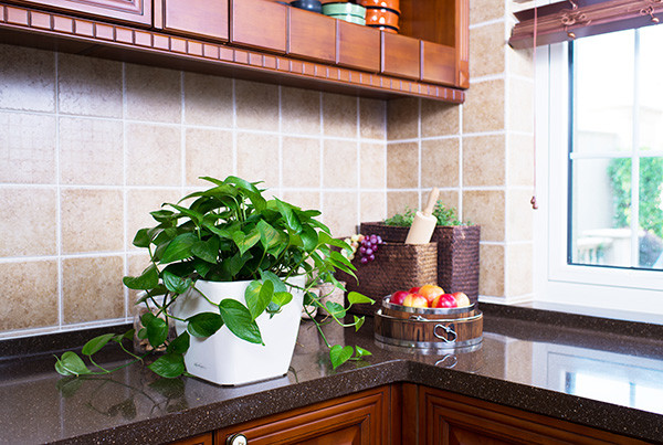 这19种植物不但好养还好看