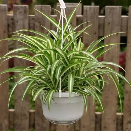 这19种植物不但好养还好看