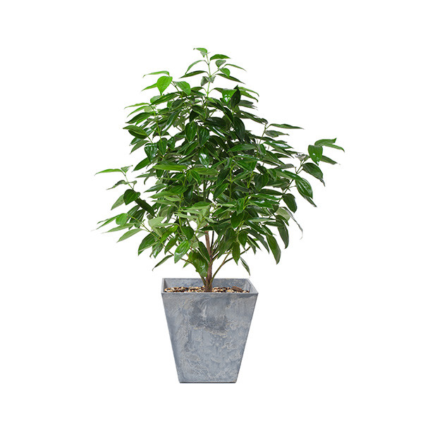 这19种植物不但好养还好看